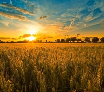 Váczi Ügyvédi Iroda – Győr-Tata – A termőföld-adásvétel speciális szabályai